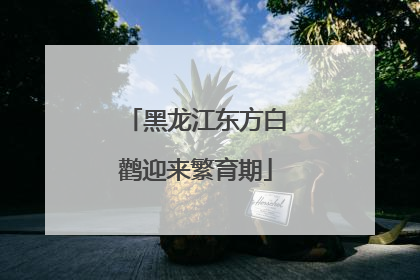 黑龙江东方白鹳迎来繁育期