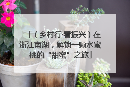 （乡村行·看振兴）在浙江南湖，解锁一颗水蜜桃的“甜蜜”之旅